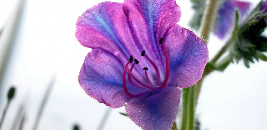 flor_echium_plantagineum_1600x1200 blogimage