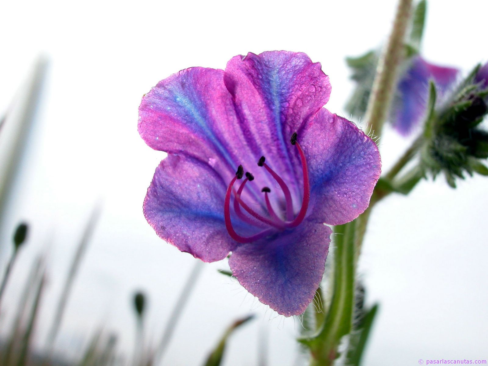 flor_echium_plantagineum_1600x1200 blogimage