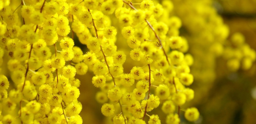 wallpaper-2046281 blogimage