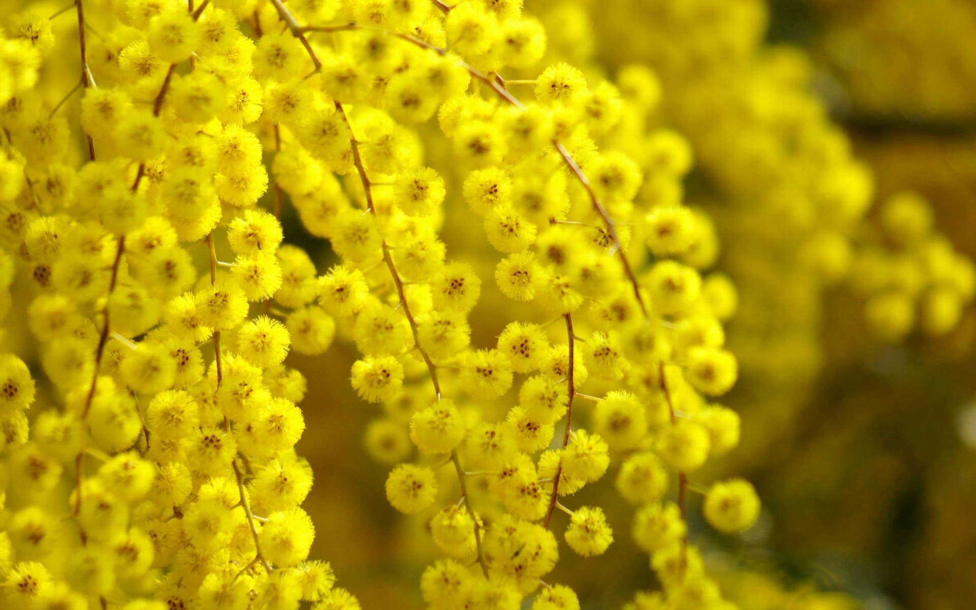 wallpaper-2046281 blogimage